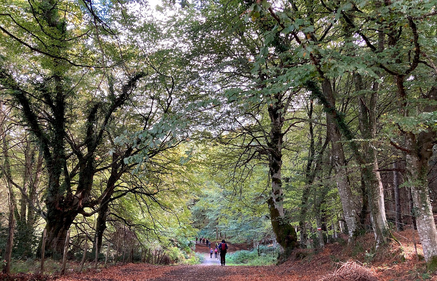 FOLIAGE SUI NEBRODI