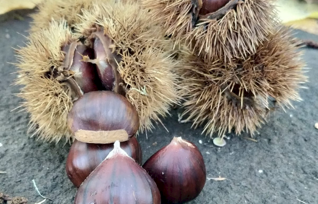 Escursione e Raccolta delle Castagne - Etna