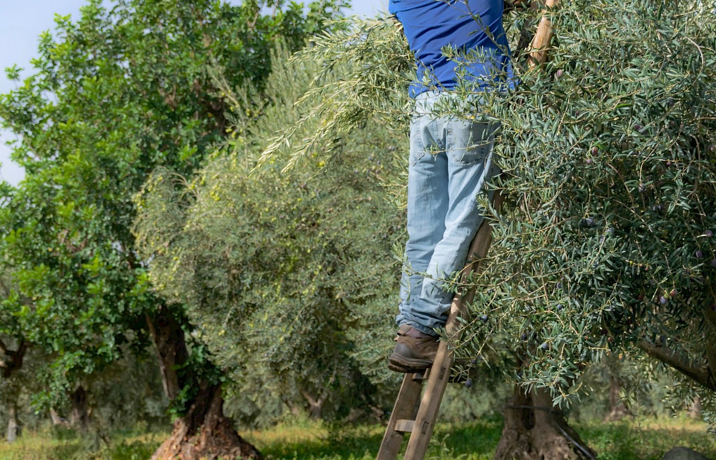 Olive Harvest Time
