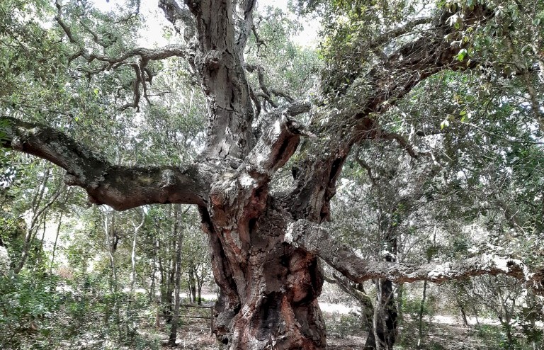 Wine&Go | Among cork oaks and wine glasses