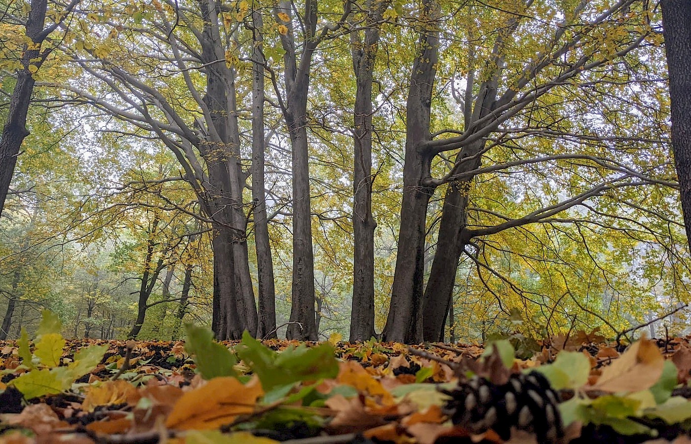 Etna en otoño
